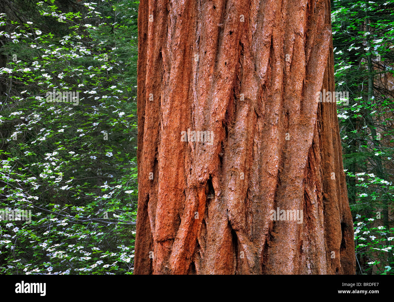 Le cornouiller (Cornus nuttallii) et le séquoia géant (Sequoiadendron giganteum). Sequoia National Park, Californie Banque D'Images