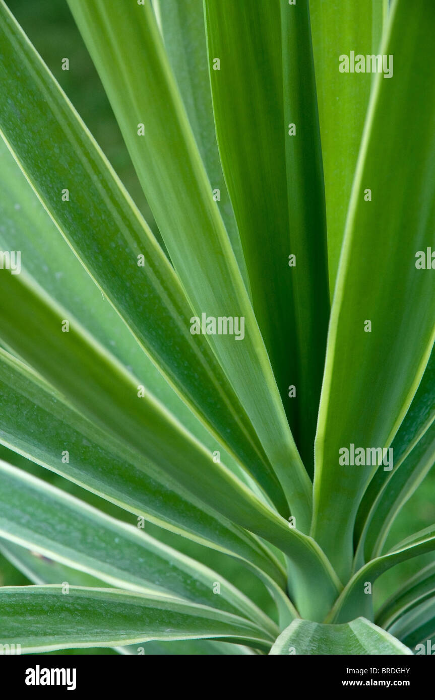 Plante verte détail background, selective focus Banque D'Images