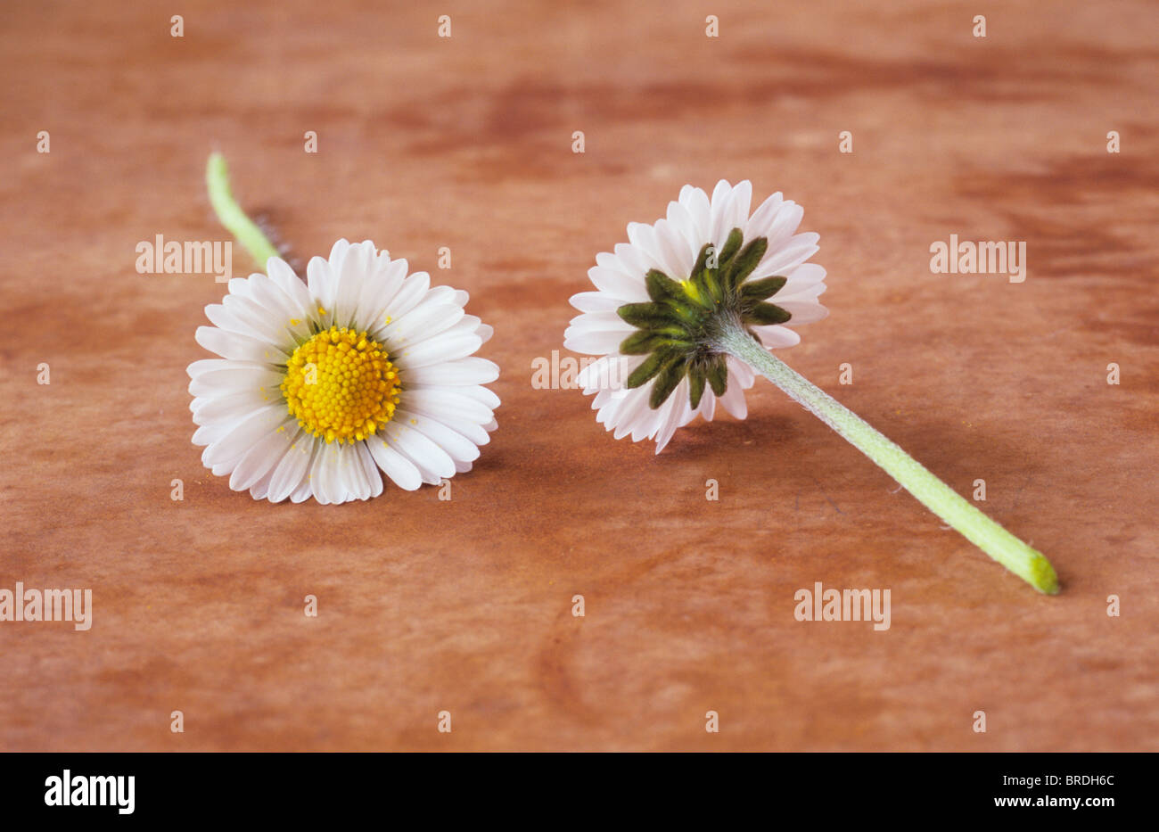 Close up de deux fleurs de Marguerite Bellis perennis pelouse ou couché sur la surface marbrée marron dos à dos Banque D'Images