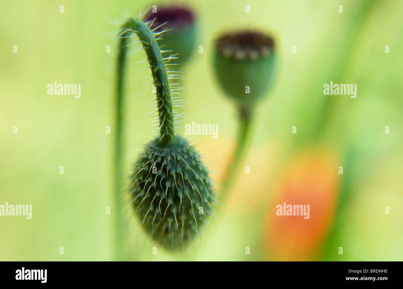 Close up de tige poilue et non ouverts flowerhead de pavot commun ou Papaver rhoeas avec seedheads et au-delà de la fleur Banque D'Images
