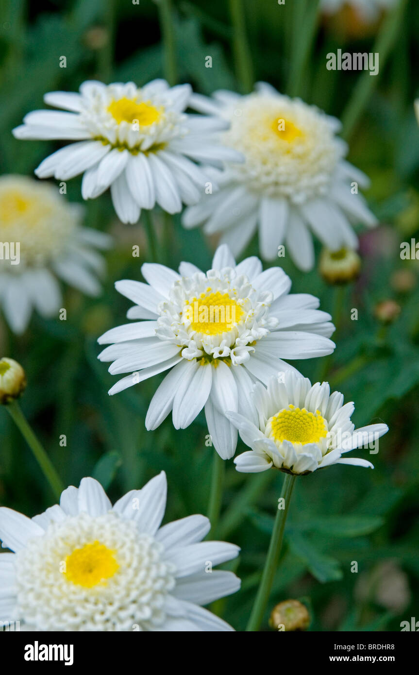 Fleurs blanc pur d'Argyranthemum frutescens blanc Duplo Molimba Banque D'Images