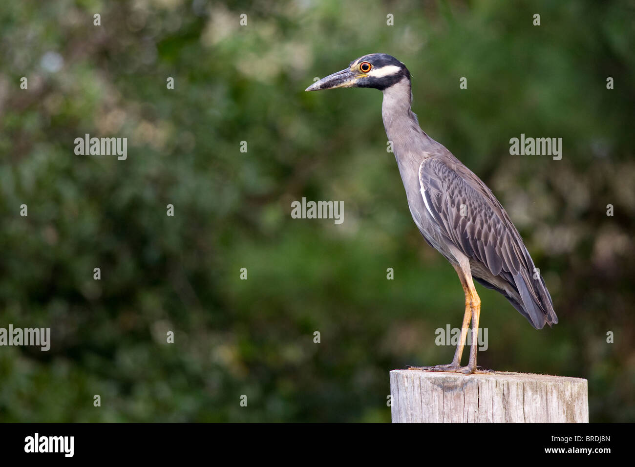 Bihoreau gris-jaune, Nyctanassa violacea, sur le post Banque D'Images