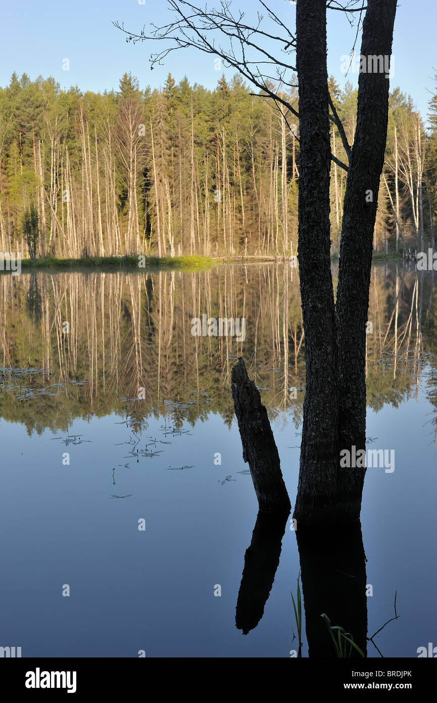 Lac bois Banque D'Images