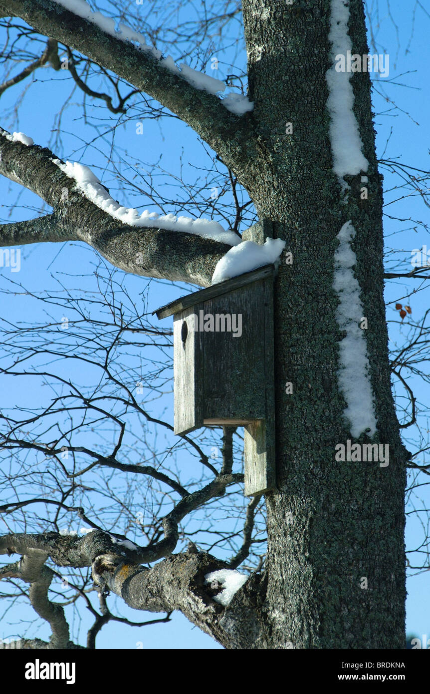 Nichoir oiseaux en hiver. Journée ensoleillée. Banque D'Images