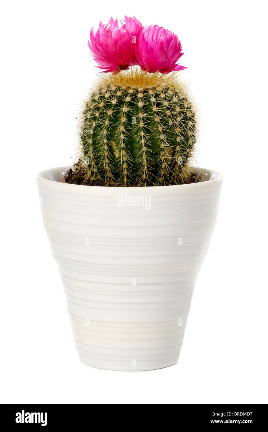 Cactus avec fleur rose dans un pot. Isol sur un fond blanc Photo Stock -  Alamy