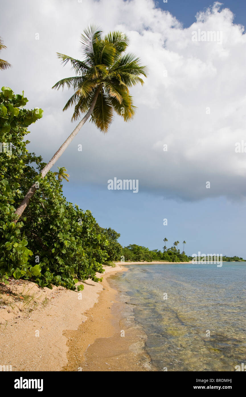 Palmier venant de Jungle déserte penché au-dessus de la plage isolée, Vieques, Puerto Rico Banque D'Images