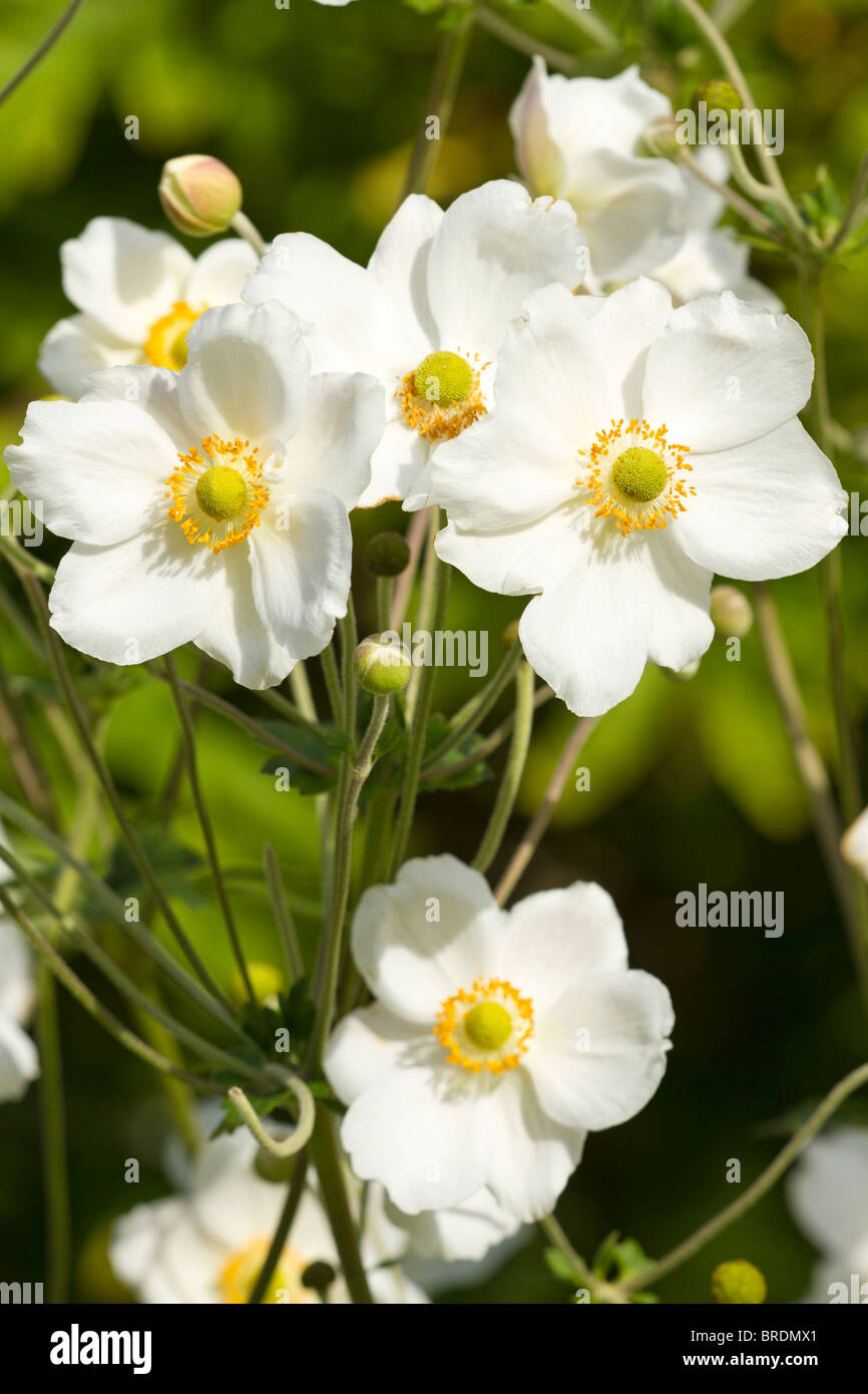 England UK. Les anémones du Japon blanc en fleur au début de l'automne (anemone x hybrida) Banque D'Images