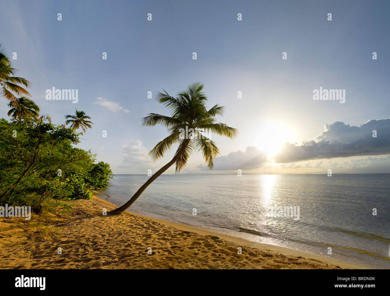 Les Palmier penché au-dessus de l'océan au coucher de soleil, Vieques, Puerto Rico, Etats-Unis Banque D'Images