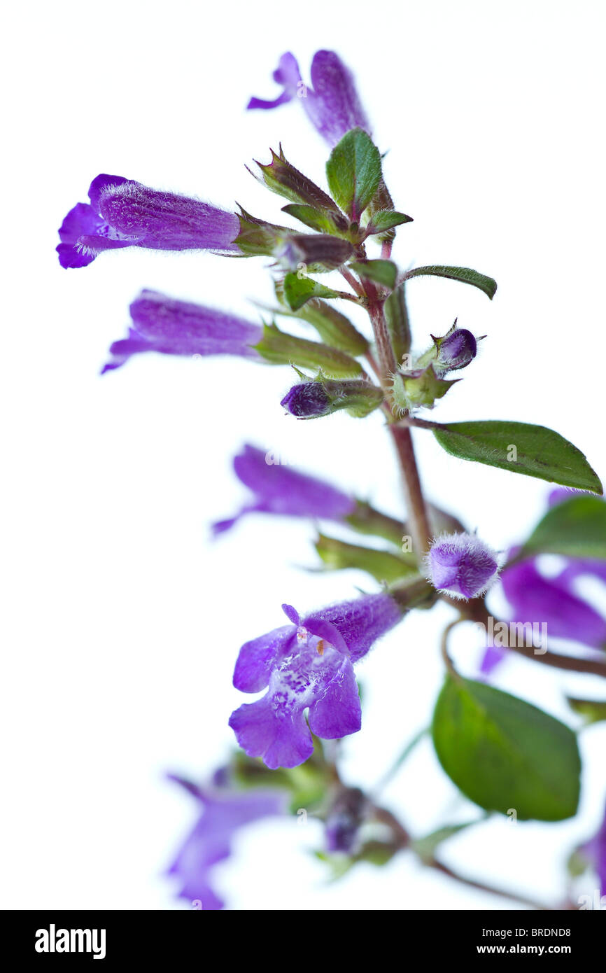 Rock alpin fleurs de thym (Acinos alpinus) contre un arrière-plan uni, blanc Banque D'Images