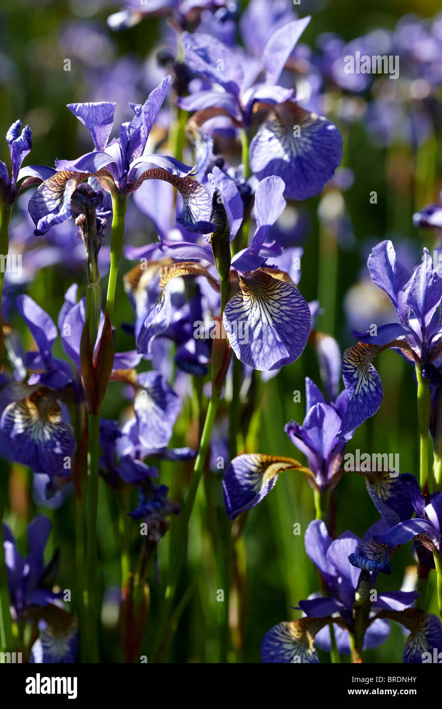 - Iris de Sibérie Iris sibirica , Royaume-Uni Banque D'Images