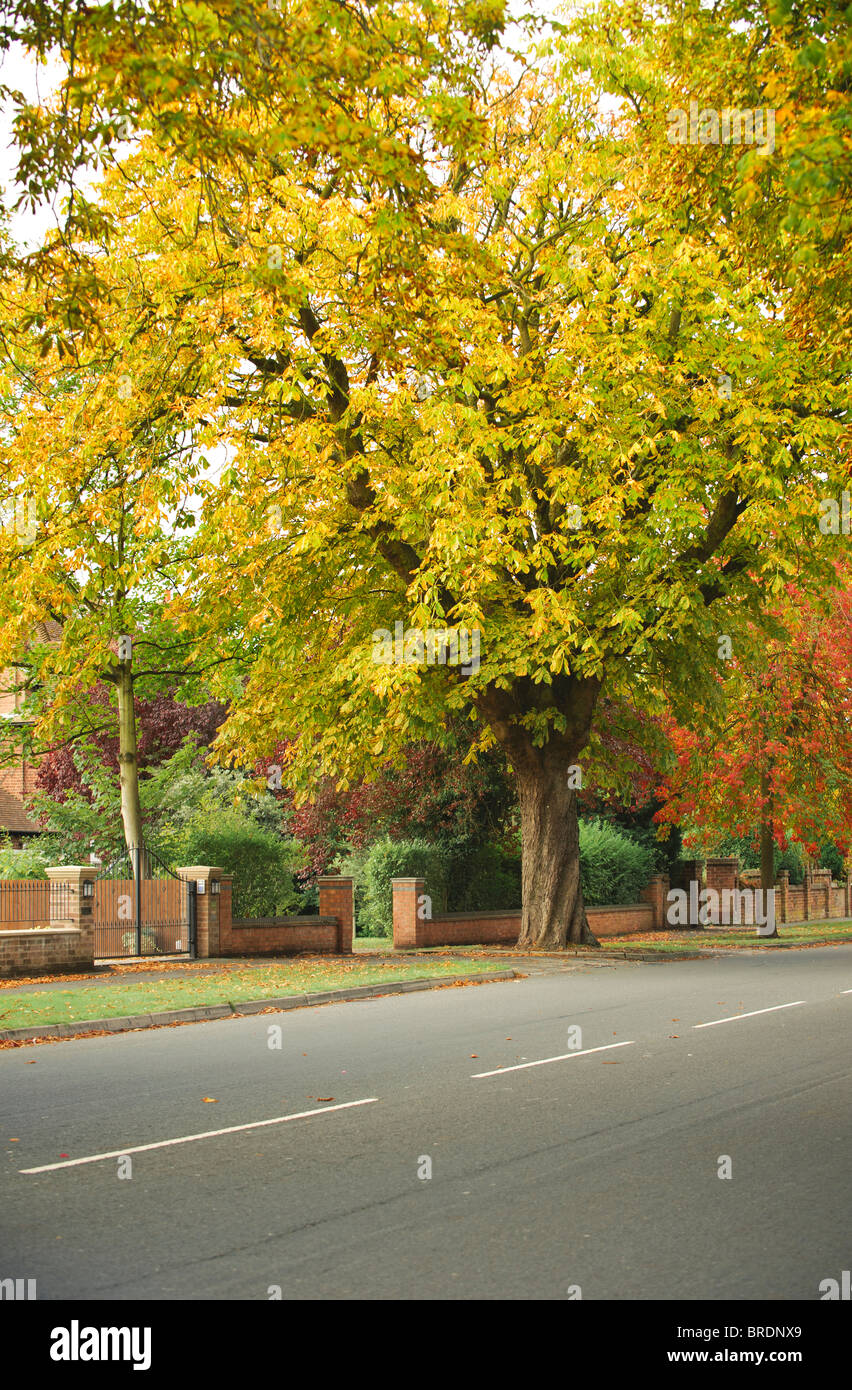 Avenue bordée d'automne à Royal Leamington Spa, Royal Leamington Spa, Warwickshire, England, UK Banque D'Images