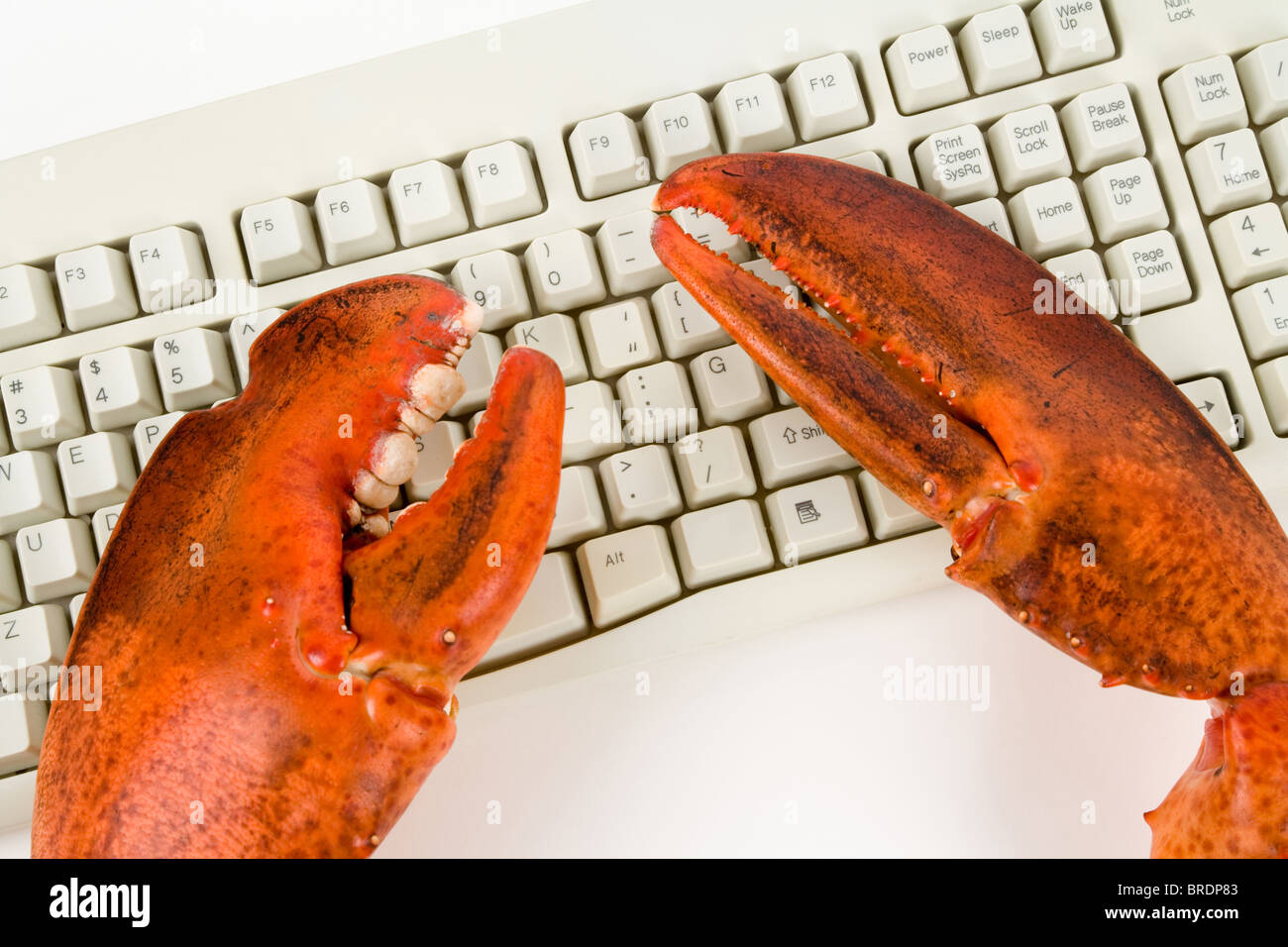 Pince de homard et clavier de l'ordinateur, du concept d'Internet, dans l'activité criminelle Banque D'Images