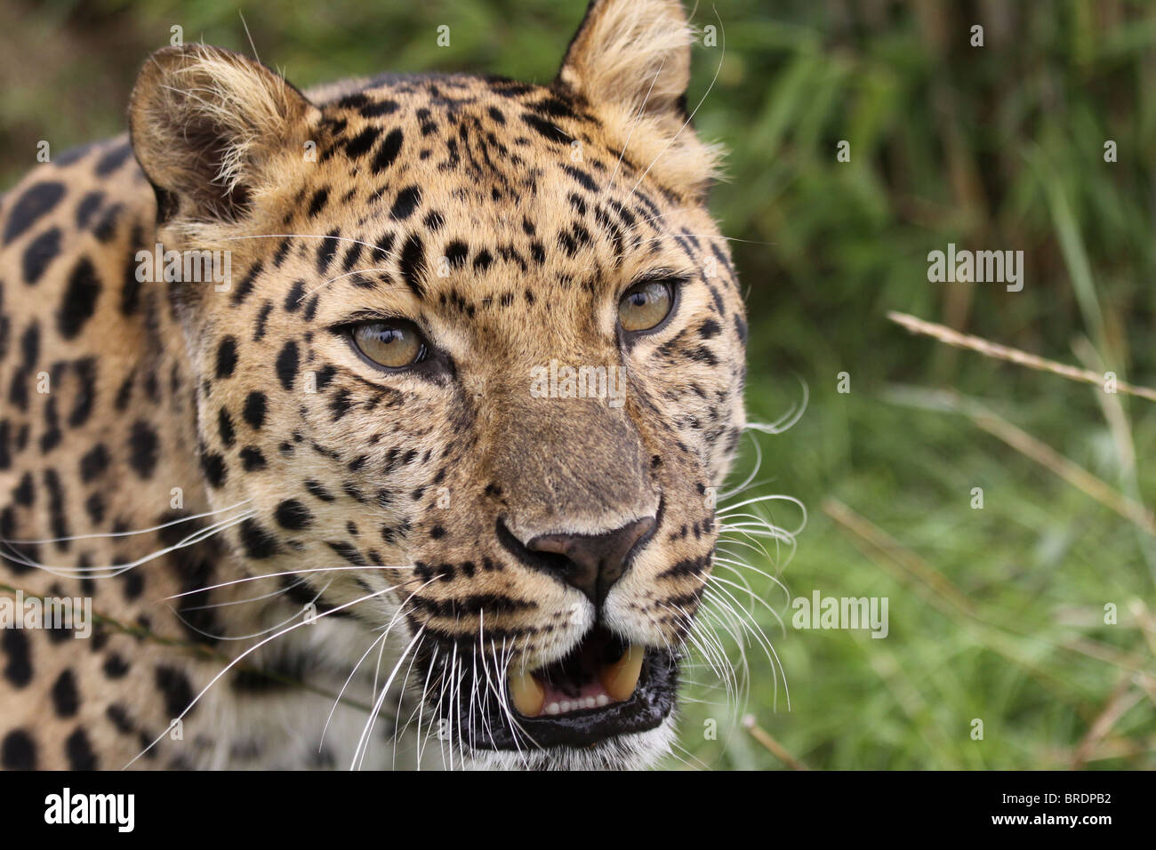 Leopard de la faune à la Fondation du patrimoine dans le Kent Banque D'Images