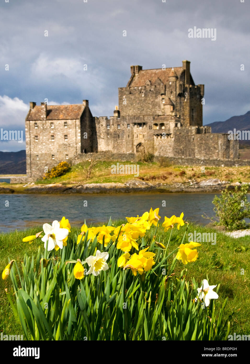 Les jonquilles au château Eilean Donan, Loch Duich, Highlands, Scotland, UK Banque D'Images