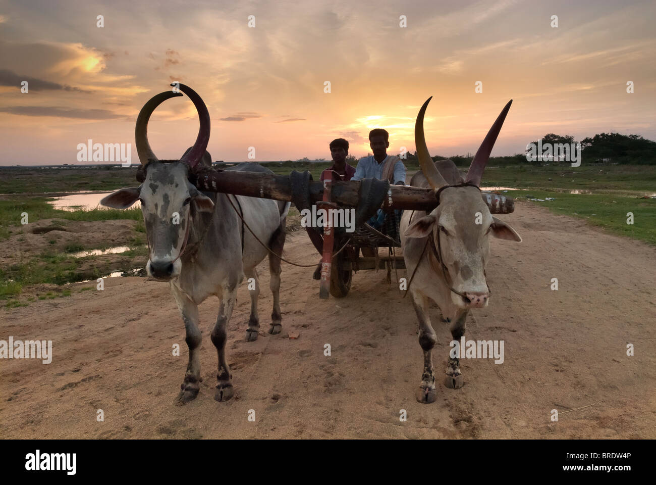 Charrette transportant le sable de la rivière à Sevelimedu près de Kanchipuram, Tamil Nadu, Inde. Banque D'Images
