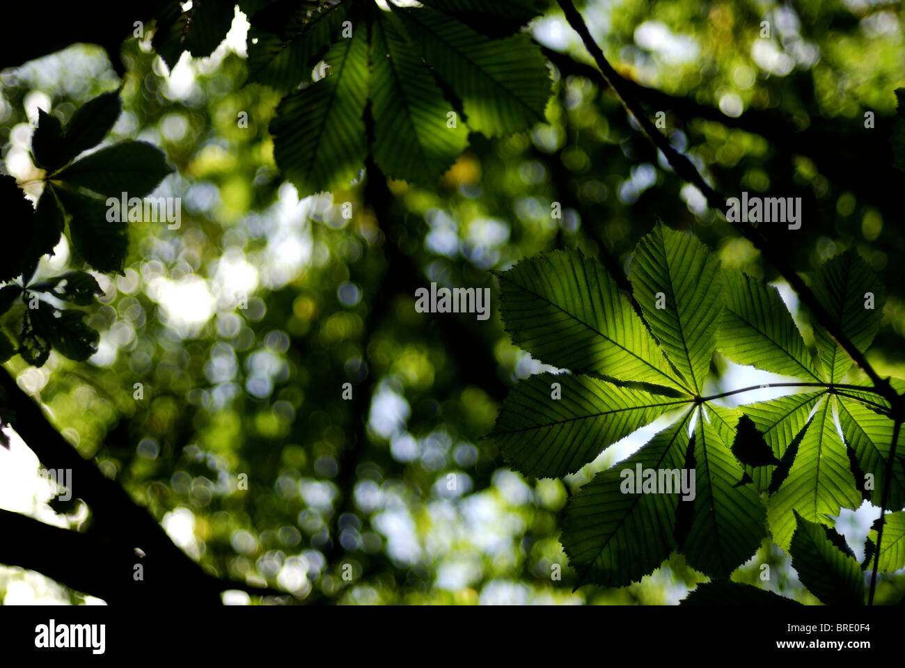 Flora, organique, biologique, feuille, arbre, ciel, bokeh Banque D'Images