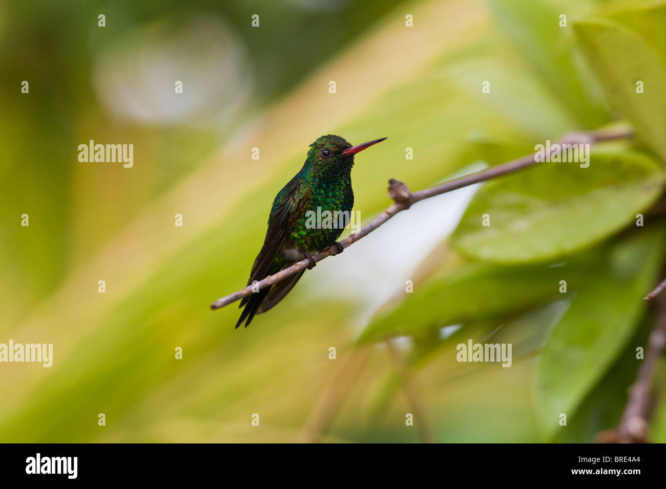 Canivet's Emerald (Chlorostilbon canivetii), homme hummingbird reposant entre les tétées à Roatan Honduras Banque D'Images