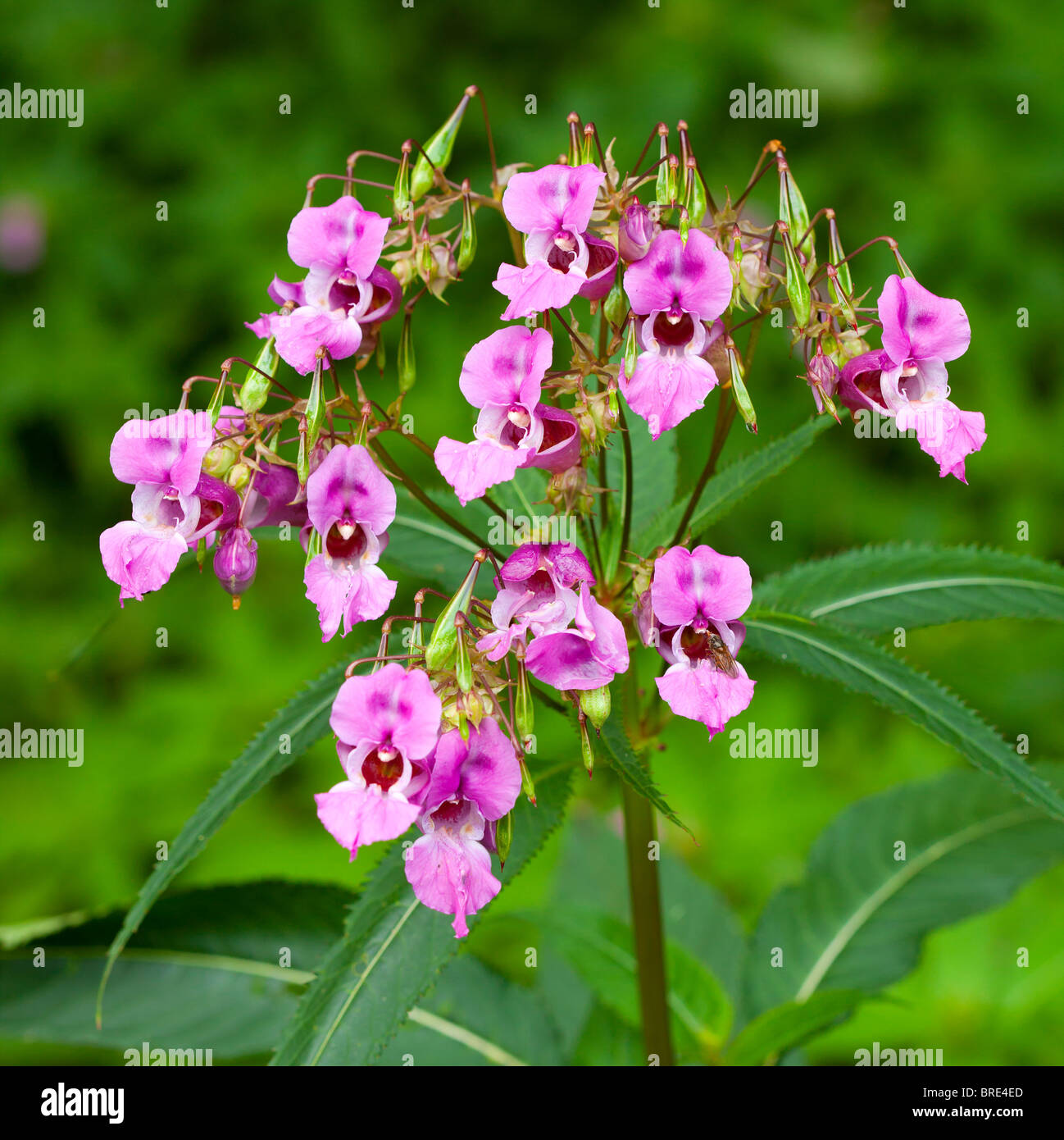 Balsamine de l'himalaya Banque D'Images