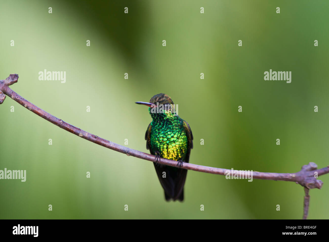 Canivet's Emerald (Chlorostilbon canivetii), homme hummingbird reposant entre les tétées à Roatan Honduras Banque D'Images