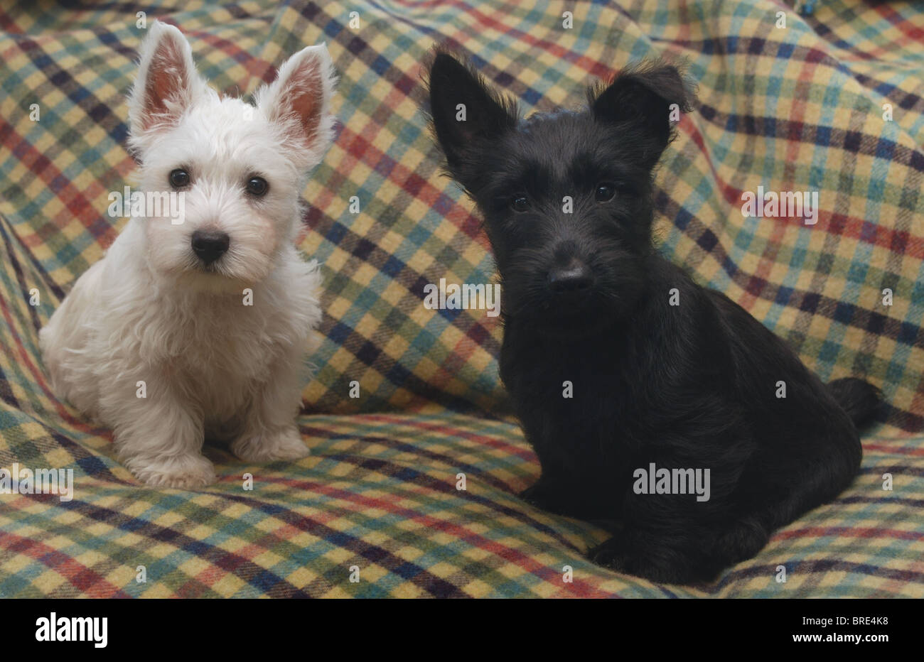 Un petit terrier, West Highland White(Westie),et un petit chien chiot  Scotty, noir (Scottie, terrier écossais), puppy dog Photo Stock - Alamy