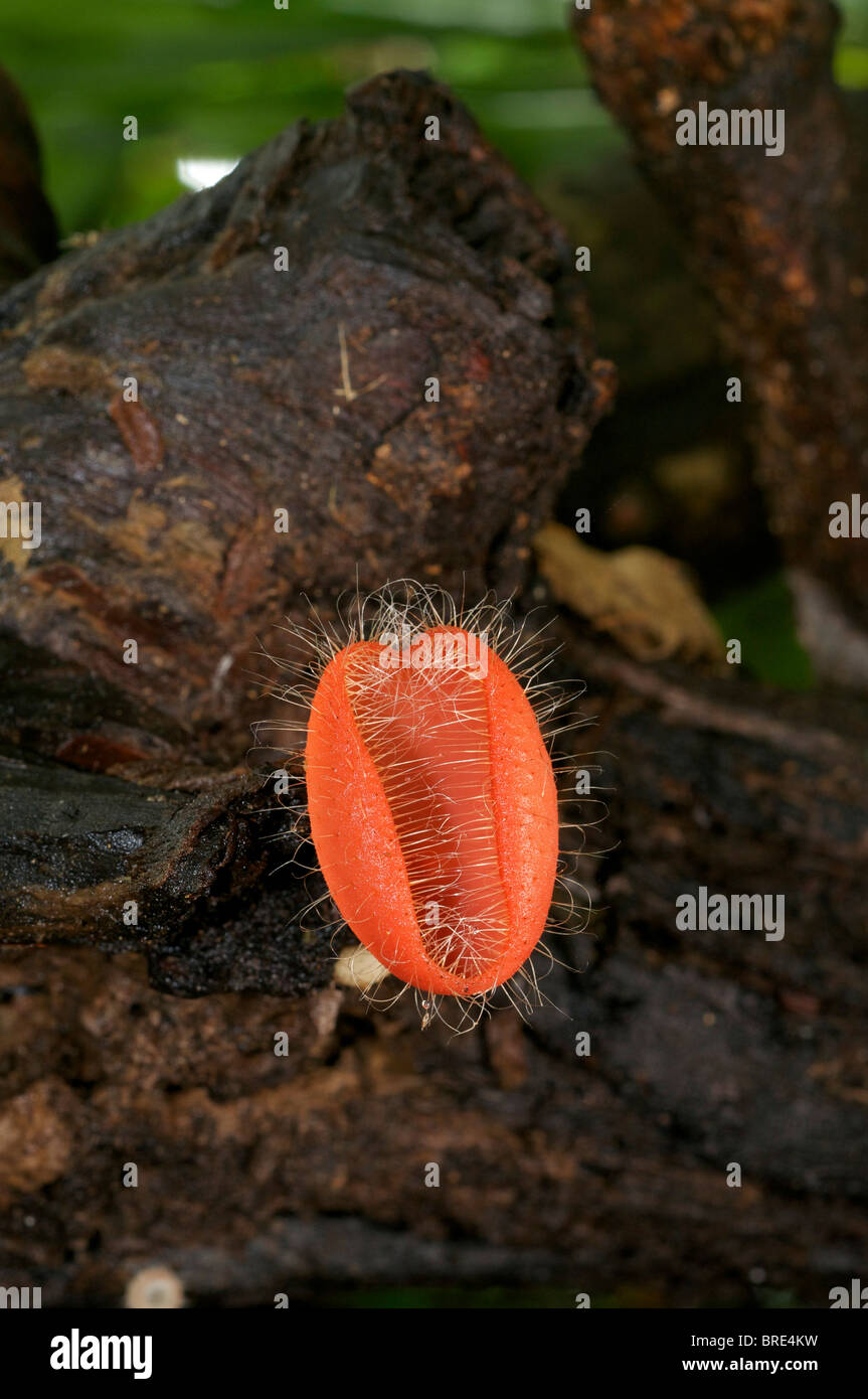 Tasse rouge champignons, Cookeina sulcipes, dans la région de Huai Kha Khaeng, Thaïlande Banque D'Images
