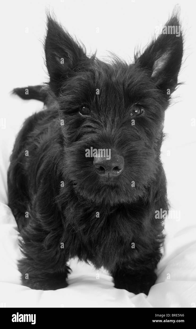 Un petit black Scotty ,(,Scottie terrier écossais), petit chien, Fergus. Noir et blanc, Close up. Banque D'Images