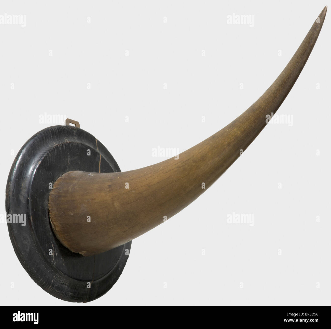 Une grande corne de rhinocéros, en Afrique, vers 1900, une corne de rhinocéros majestueux. La surface est polie et présente de petites fissures dues à l'âge. Monté sur une plaque de base en bois ébonisé. Boucle de suspension en fer à l'arrière. Longueur 51,5 cm. Magnifique voyage de chasse souvenir de la période coloniale allemande. Historique, historique, 1900, XXe siècle, 19ème siècle, artisanat, artisanat, artisanat, artisanat, objet, objets, photos, découpage, coupures, découpe, découpe, découpe, beaux-arts, art, art, art artistique, artistique, artistique, artistique Banque D'Images
