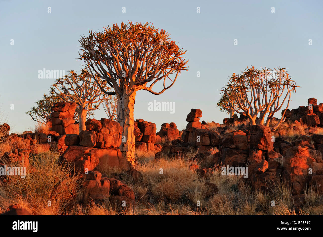 Quiver Tree (Aloe dichotoma) après le coucher du soleil dans la forêt Quiver Tree au Camp Garas, près de Keetmanshoop, Namibie, Afrique Banque D'Images
