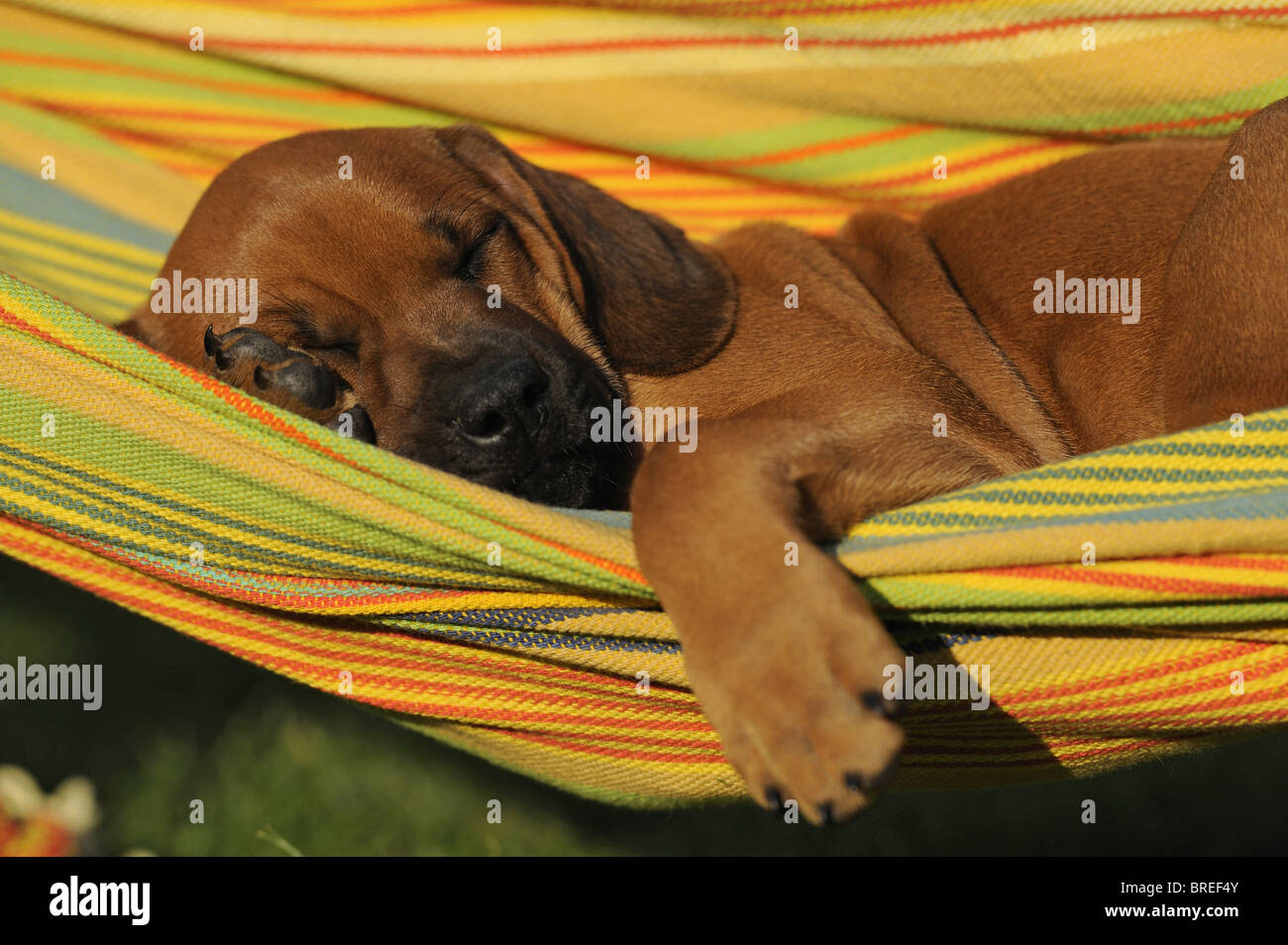 Le Rhodesian Ridgeback (Canis lupus familiaris). Chiot dormir dans un hamac. Banque D'Images