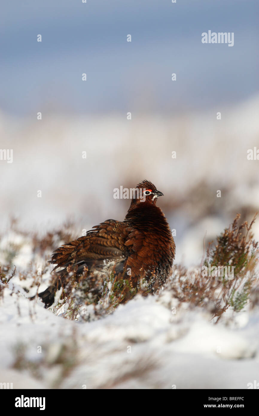 Le lagopède des saules (Lagopus lagopus scottica mâle) Comité permanent sur la neige couverts moor tout en plumes ébouriffant Banque D'Images