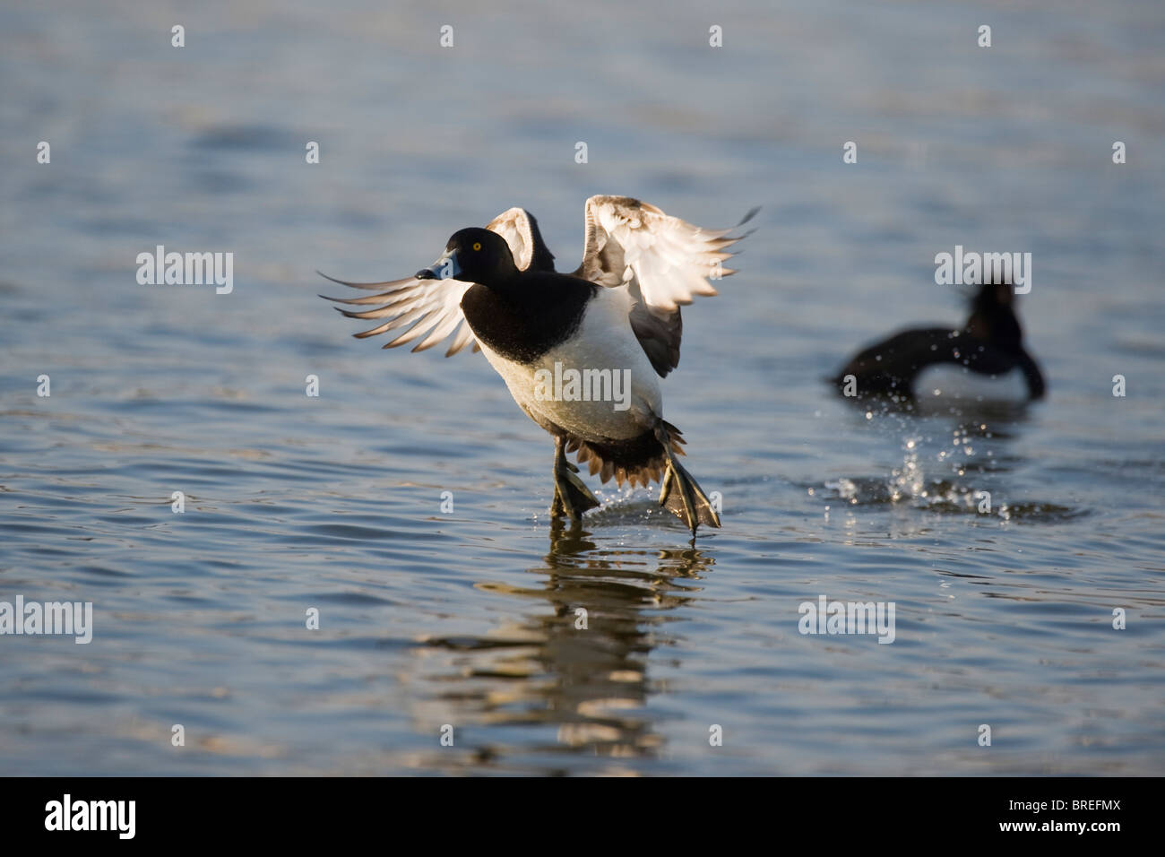 Fuligule morillon (Aythya fuligula), drake commence à voler Banque D'Images