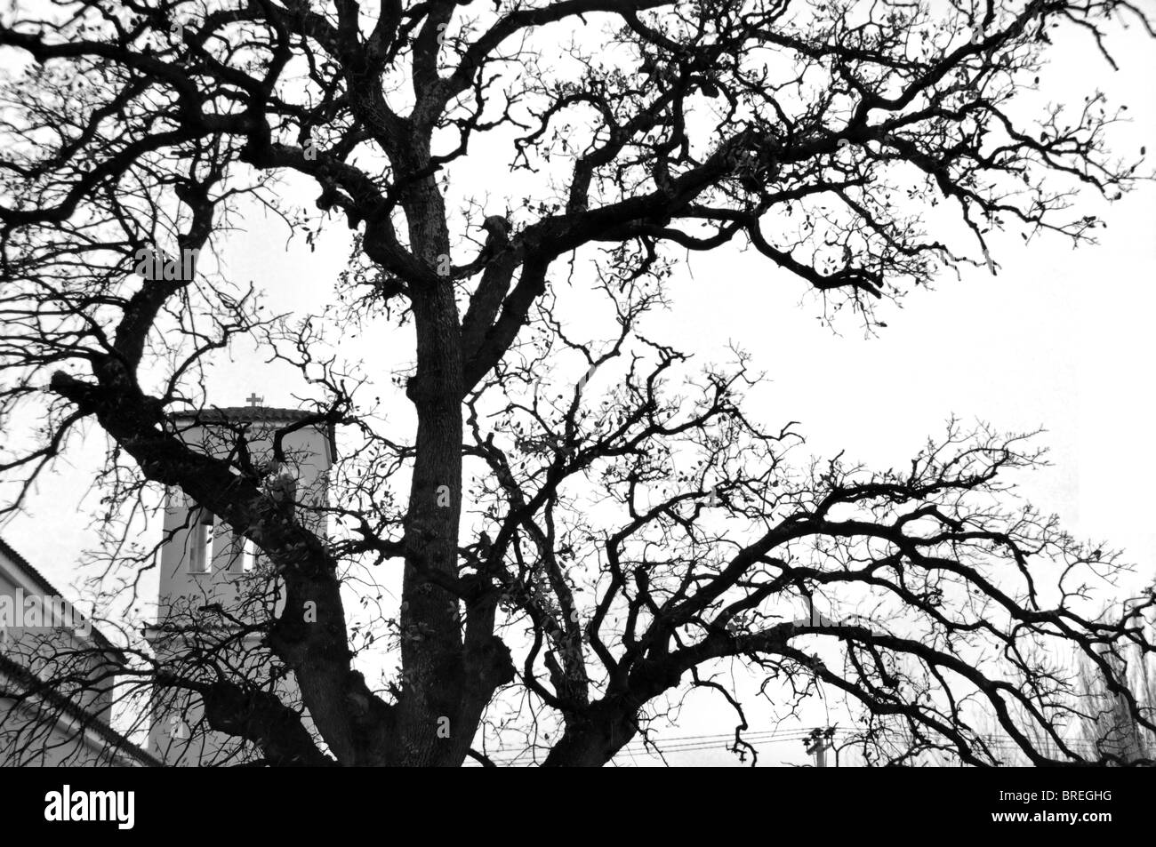 Chêne de l'église cachée par les branches d'arbres silhouette. Noir et blanc. Banque D'Images