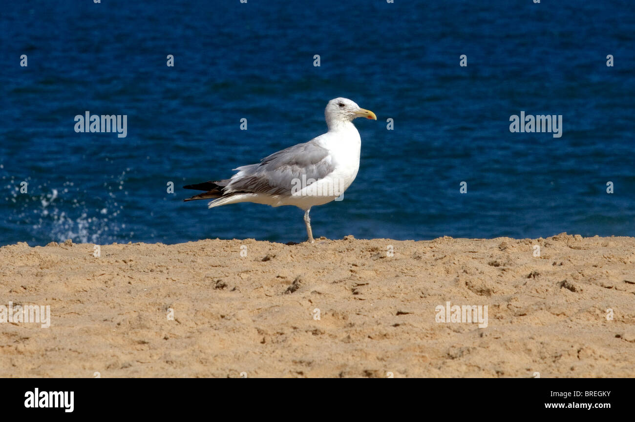 Oiseau de la plage Banque D'Images