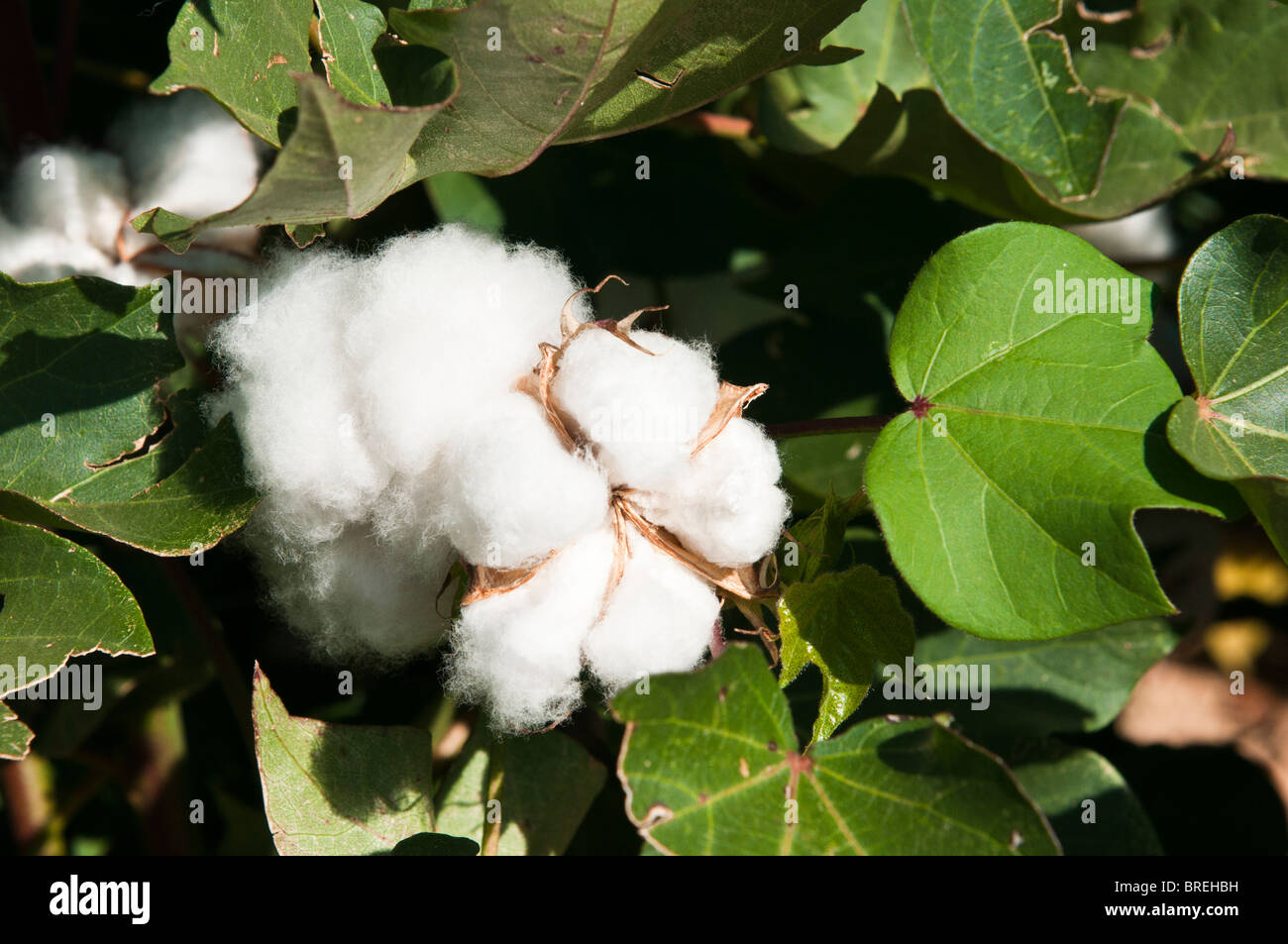 Développer des fruits de coton sur les plants de coton venant à échéance. Banque D'Images