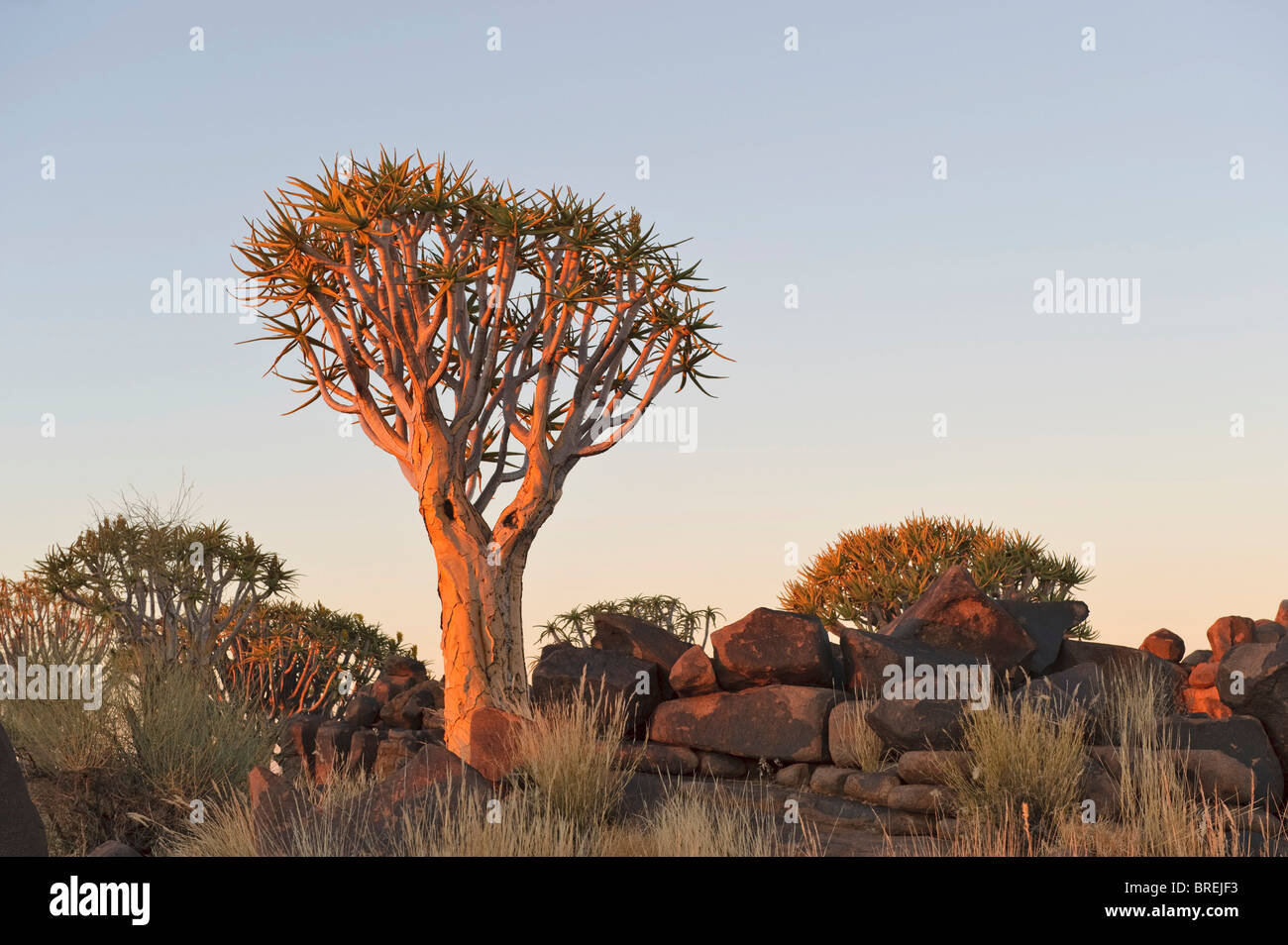 Quiver Tree (Aloe dichotoma) après le coucher du soleil en forêt Quiver Tree au Garas Camp près de Keetmanshoop, Namibie, Afrique Banque D'Images