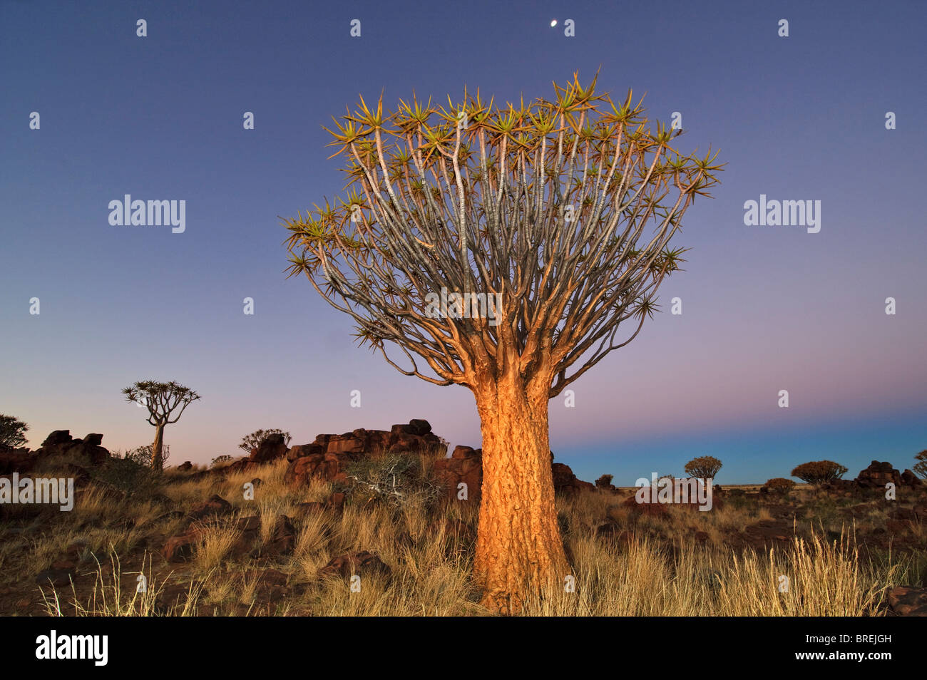 Quiver Tree (Aloe dichotoma) après le coucher du soleil en forêt Quiver Tree au Garas Camp près de Keetmanshoop, Namibie, Afrique Banque D'Images