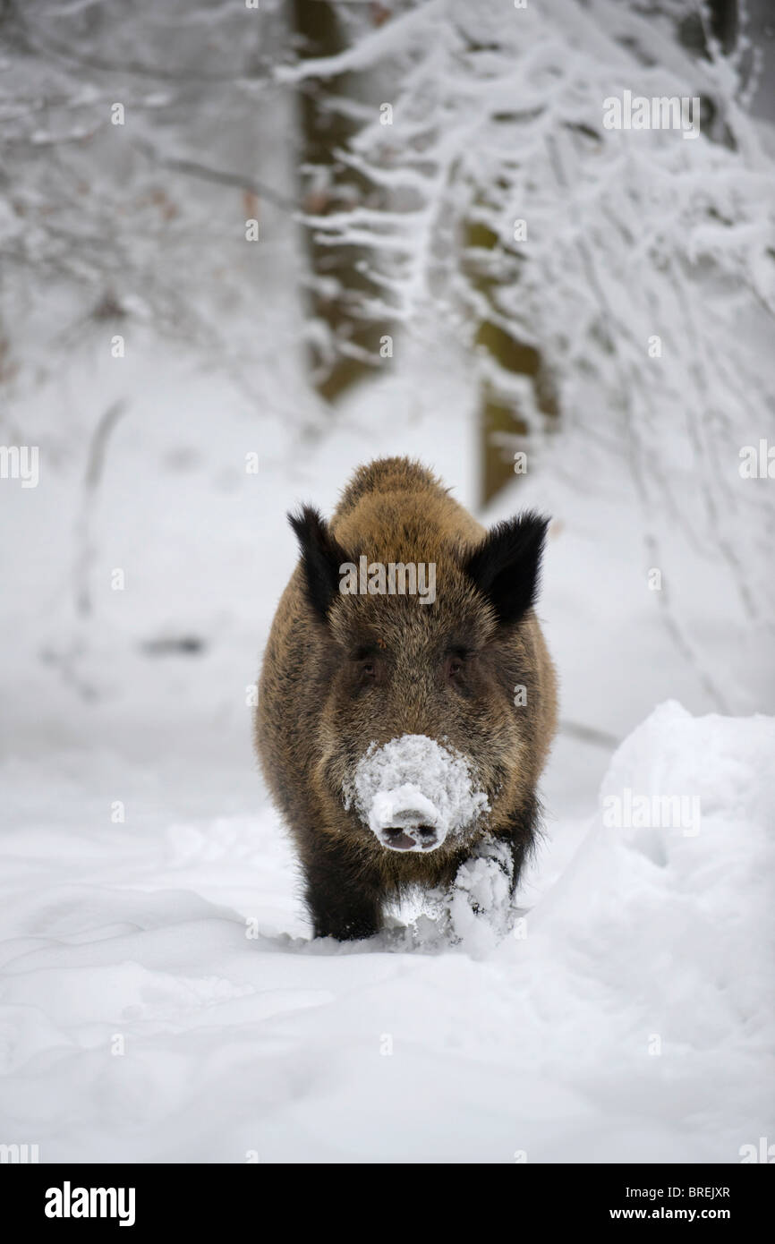 Le sanglier (Sus scrofa) dans la forêt couverte de neige, Jura souabe, Bade-Wurtemberg, Allemagne, Europe Banque D'Images