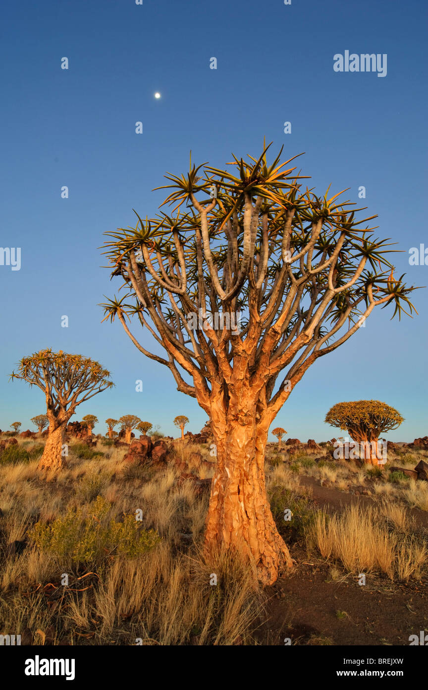 Quiver Tree (Aloe dichotoma) après le coucher du soleil dans la forêt Quiver Tree au Camp Garas, près de Keetmanshoop, Namibie, Afrique Banque D'Images