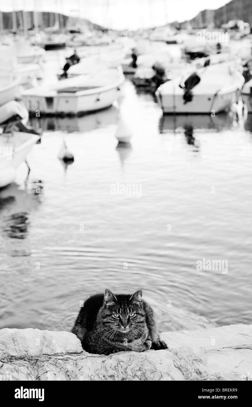 Cat près de l'eau de mer Banque D'Images
