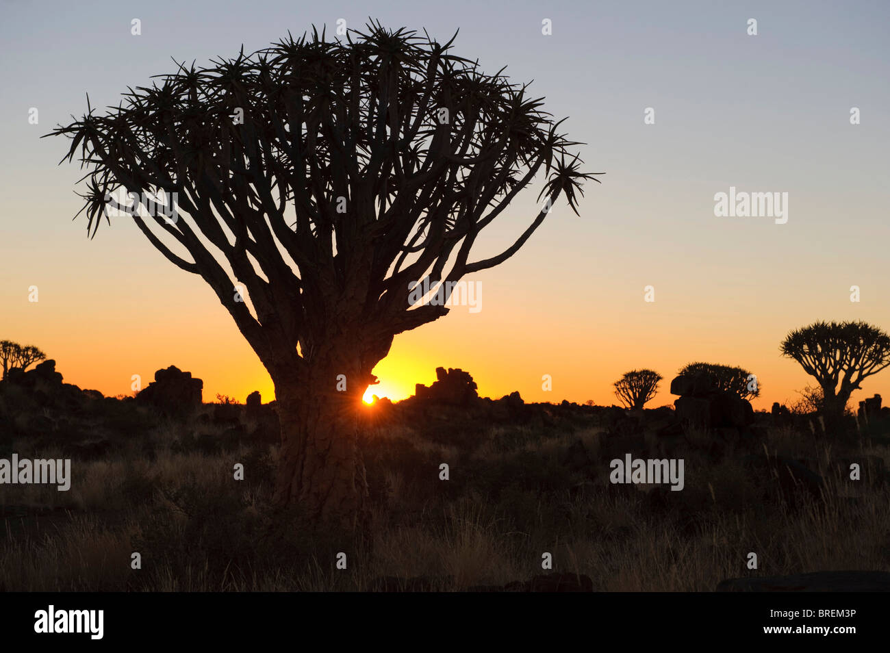 Quiver Tree (Aloe dichotoma), coucher de soleil en forêt Quiver Tree au Garas Camp près de Keetmanshoop, Namibie, Afrique Banque D'Images