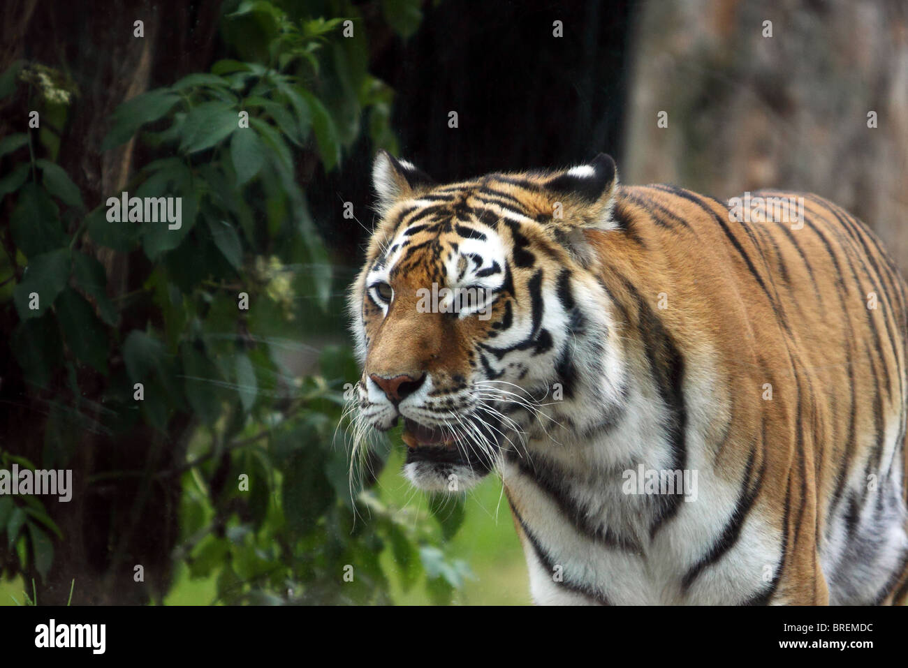 Détail tigre du Bengale au zoo Banque D'Images