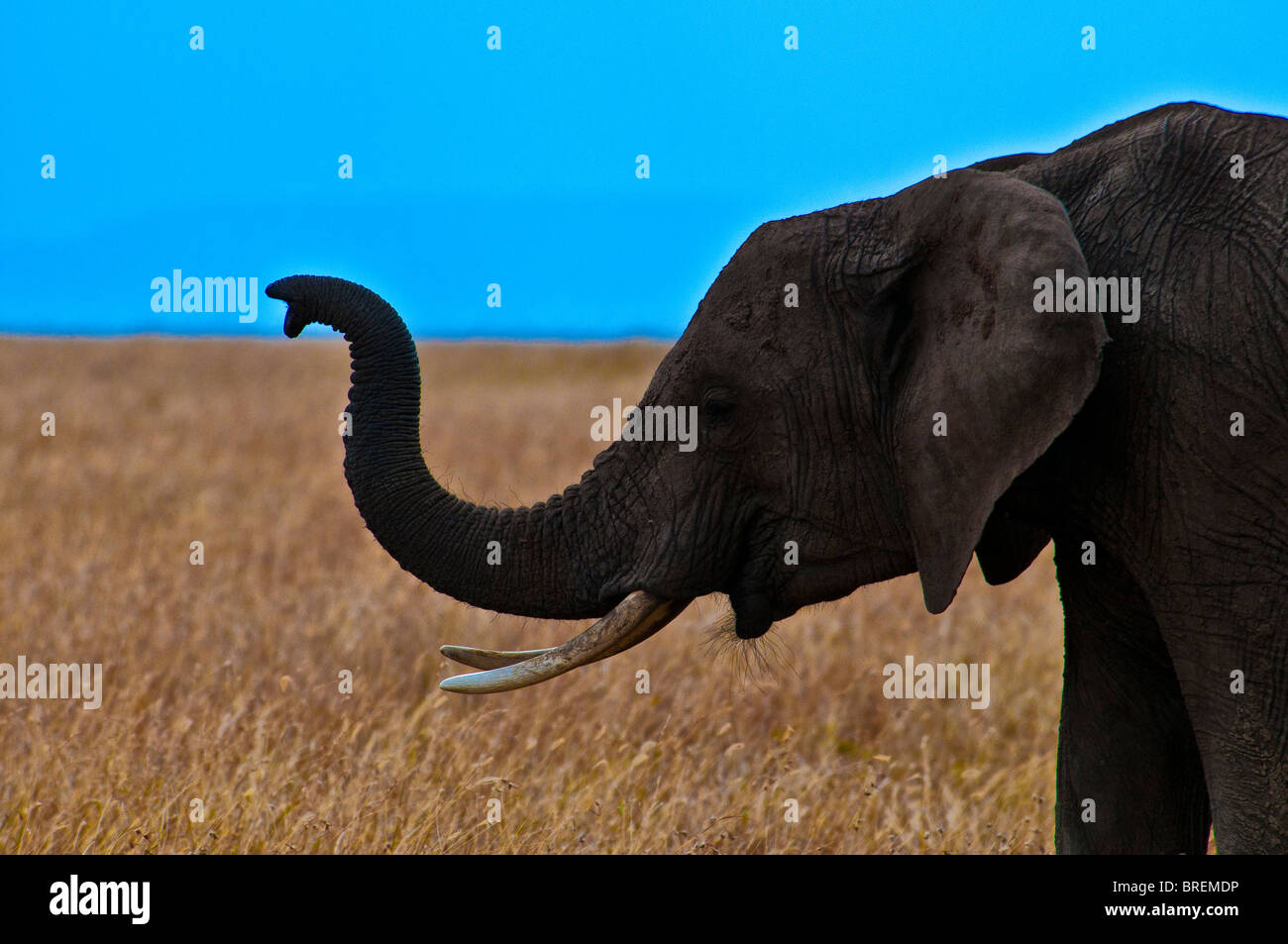 L'éléphant d'Afrique, Loxodonta africana, Masai Mara National Reserve, Kenya, Africa Banque D'Images