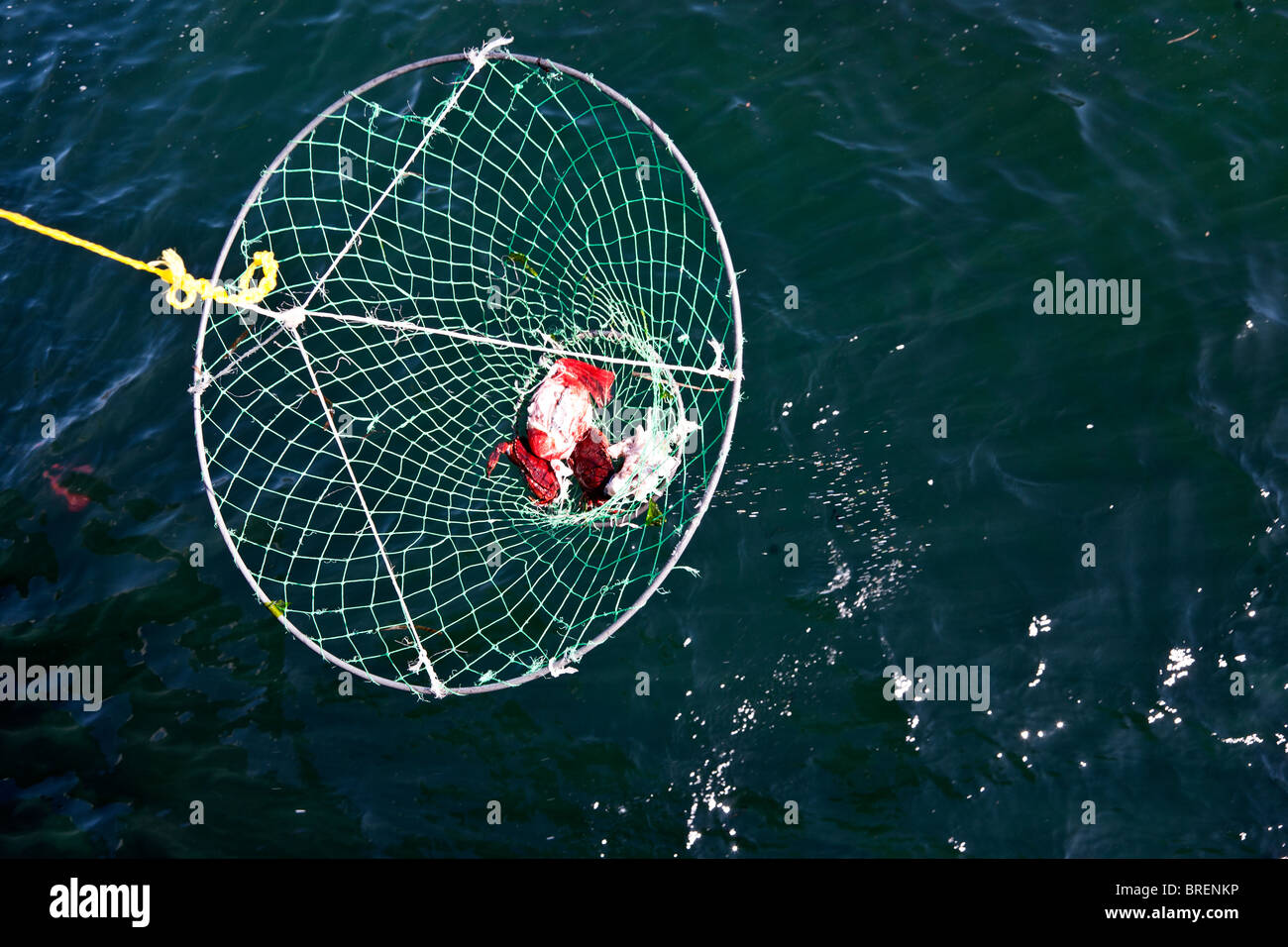 Crabe simple piège contenant moins d'être tiré de crabe de taille provoquant l'eau bleue au large de la jetée de pêche d'Edmonds Washington State Banque D'Images