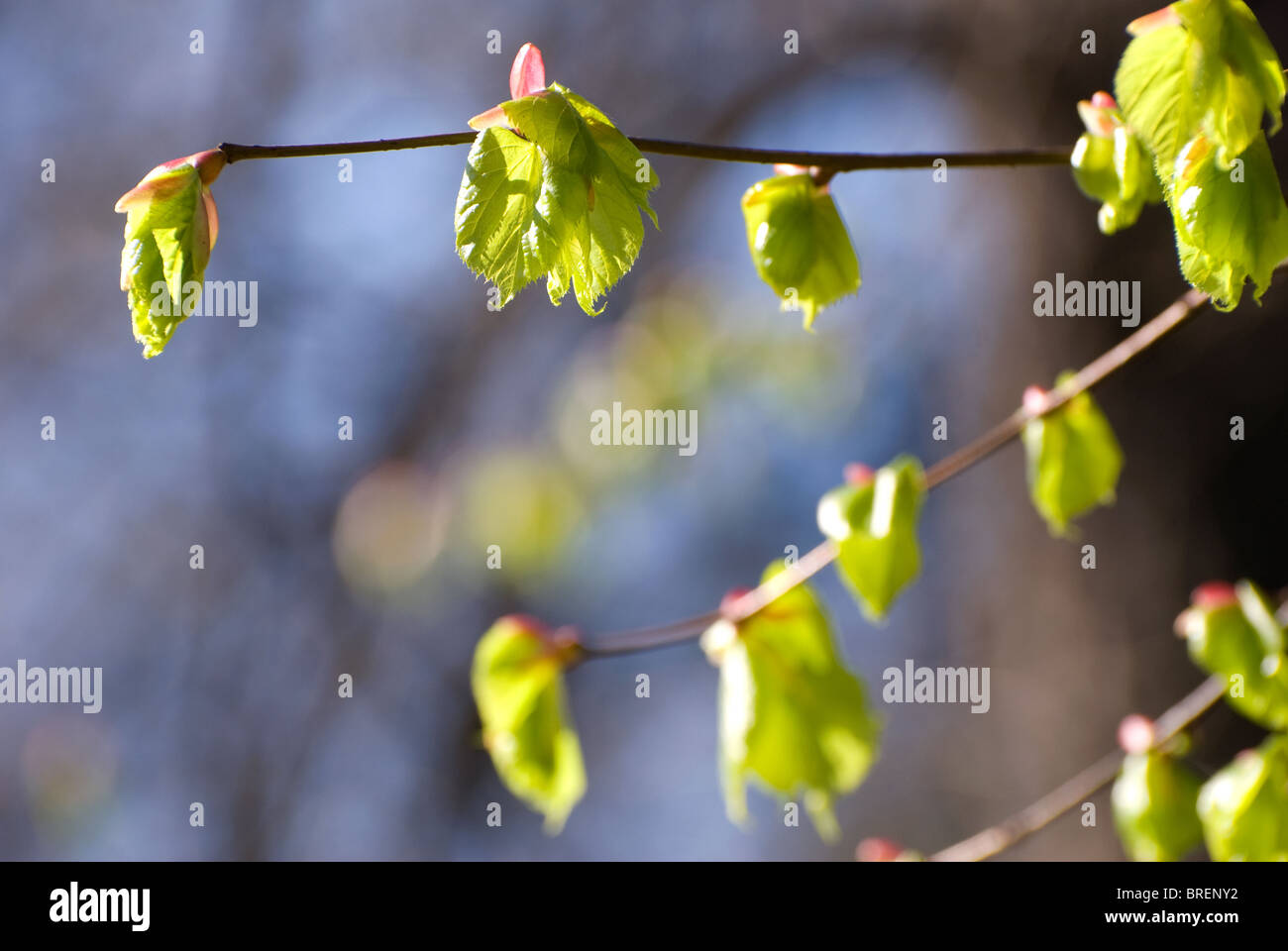 Sur la feuille de temps au début du printemps des rameaux Banque D'Images