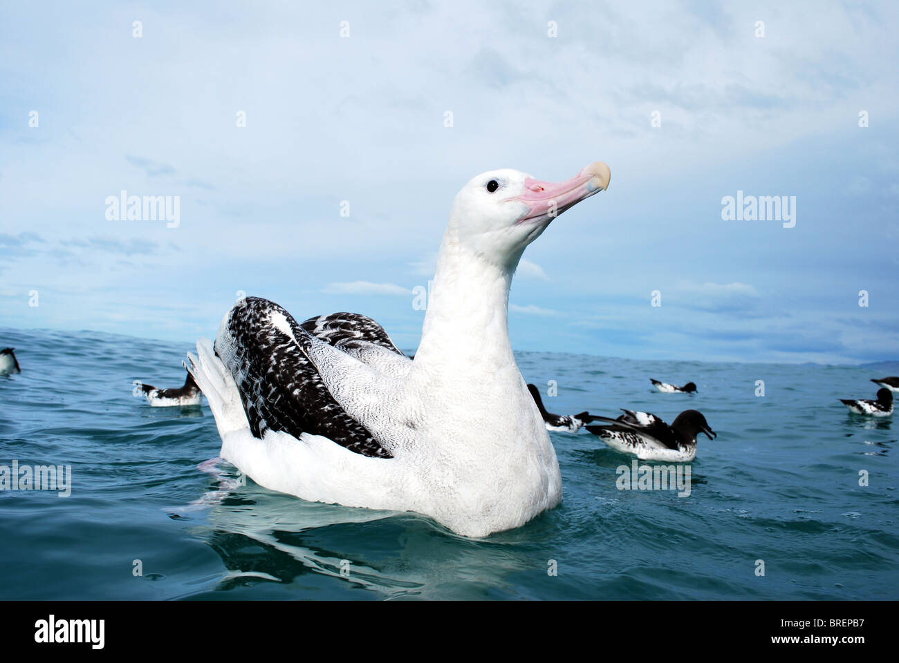 Albatros hurleur à Kaikoura Banque D'Images