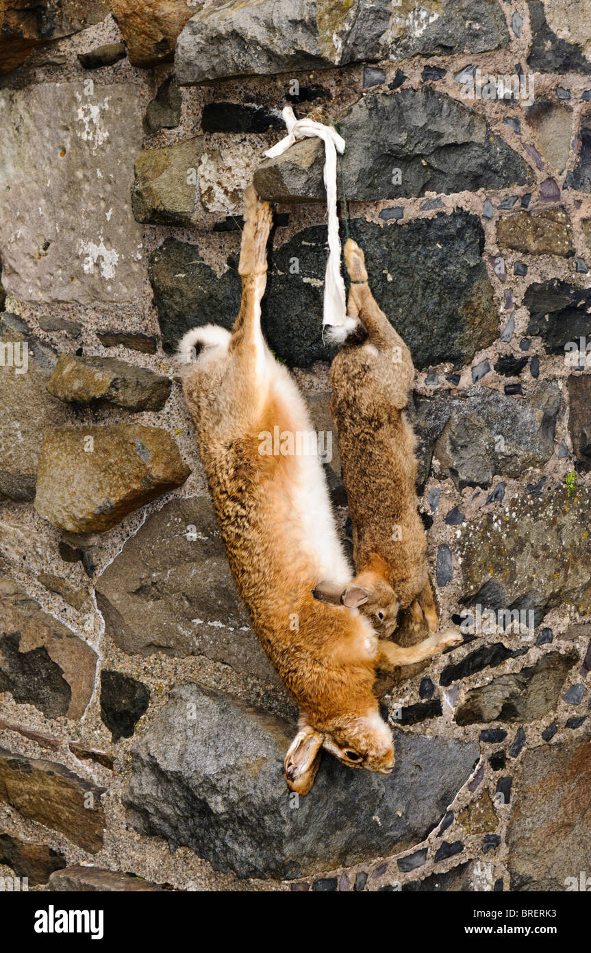 Deux lapins morts, lié par une corde, et suspendue à un mur de pierre Banque D'Images
