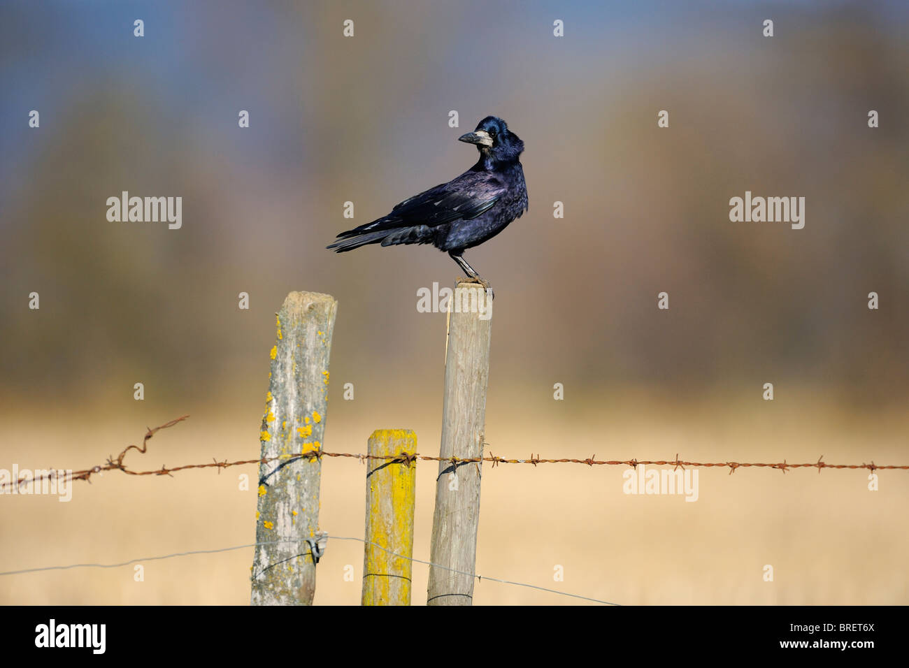 Corbeau freux (corvus frugilegus) sur un perchoir, pâturage clôture, Jura souabe, Bade-Wurtemberg, Allemagne, Europe Banque D'Images
