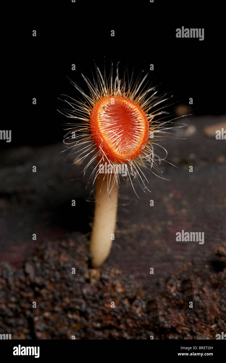 Tasse rouge champignons, Cookeina sulcipes, dans la région de Huai Kha Khaeng, Thaïlande Banque D'Images