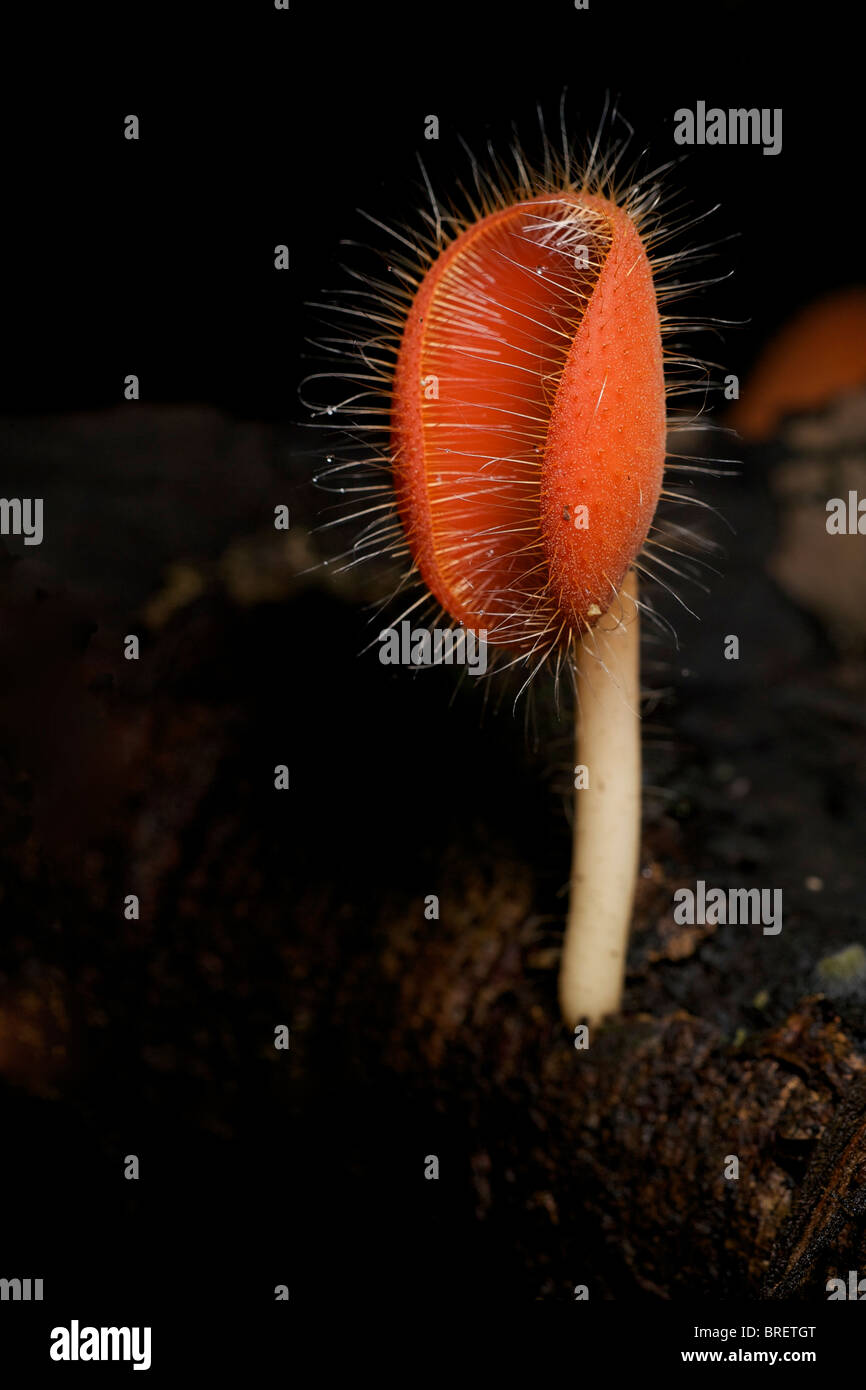 Tasse rouge champignons, Cookeina sulcipes, dans la région de Huai Kha Khaeng, Thaïlande Banque D'Images