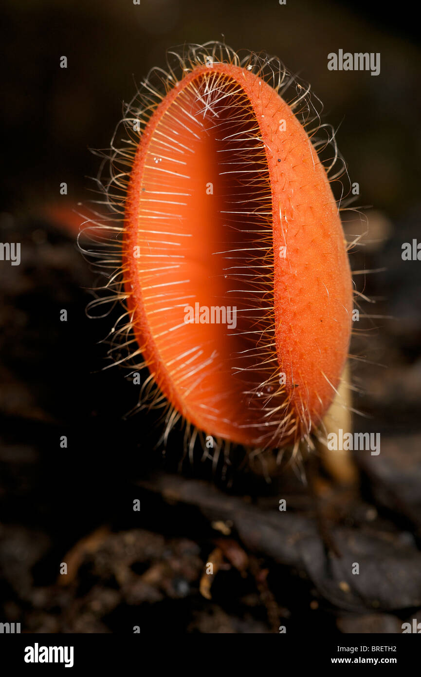 Tasse rouge champignons, Cookeina sulcipes, dans la région de Huai Kha Khaeng, Thaïlande Banque D'Images